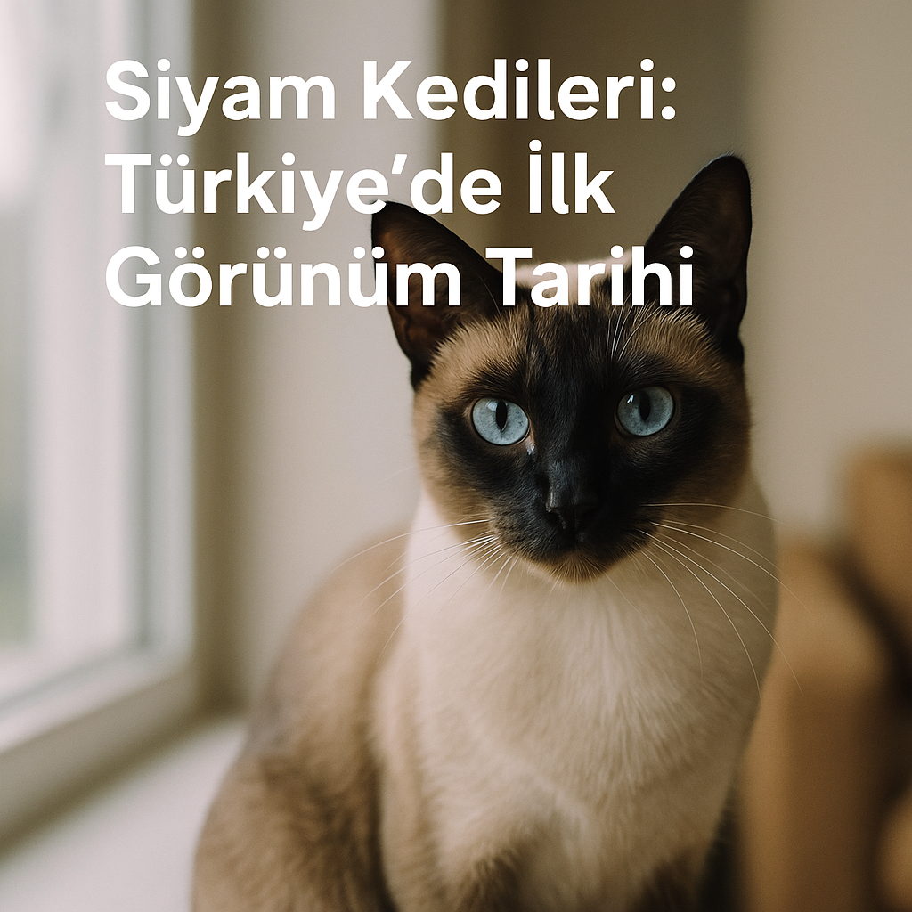 Siyam Kedileri: Türkiye’de İlk Görünüm Tarihi